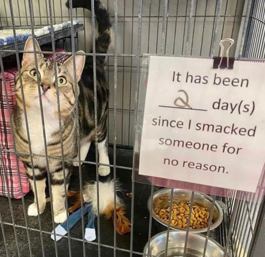 A tabby cat with wide eyes and an alert expression stands inside a metal cage, looking directly at the camera. The cat’s tail is raised, and it has white paws and a mix of brown, black, and gray fur. Inside the cage, there is a bowl of dry cat food, a water dish, and a cat toy with feathers. A humorous sign is clipped to the cage, reading: “It has been __ day(s) since I smacked someone for no reason.” The blank space is filled with a scribbled “2,” suggesting the cat has a mischievous streak 