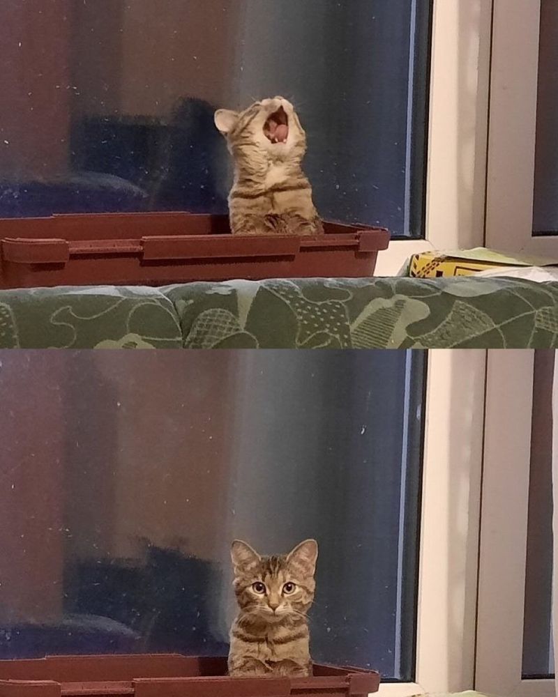 Two-panel image of a tabby cat sitting inside a rectangular brown planter by a window.

In the first panel, the cat is mid-yawn, with its mouth wide open and head tilted back.

In the second panel, the cat sits upright with a neutral expression, staring directly at the camera. The contrast between the two expressions makes for a humorous effect.