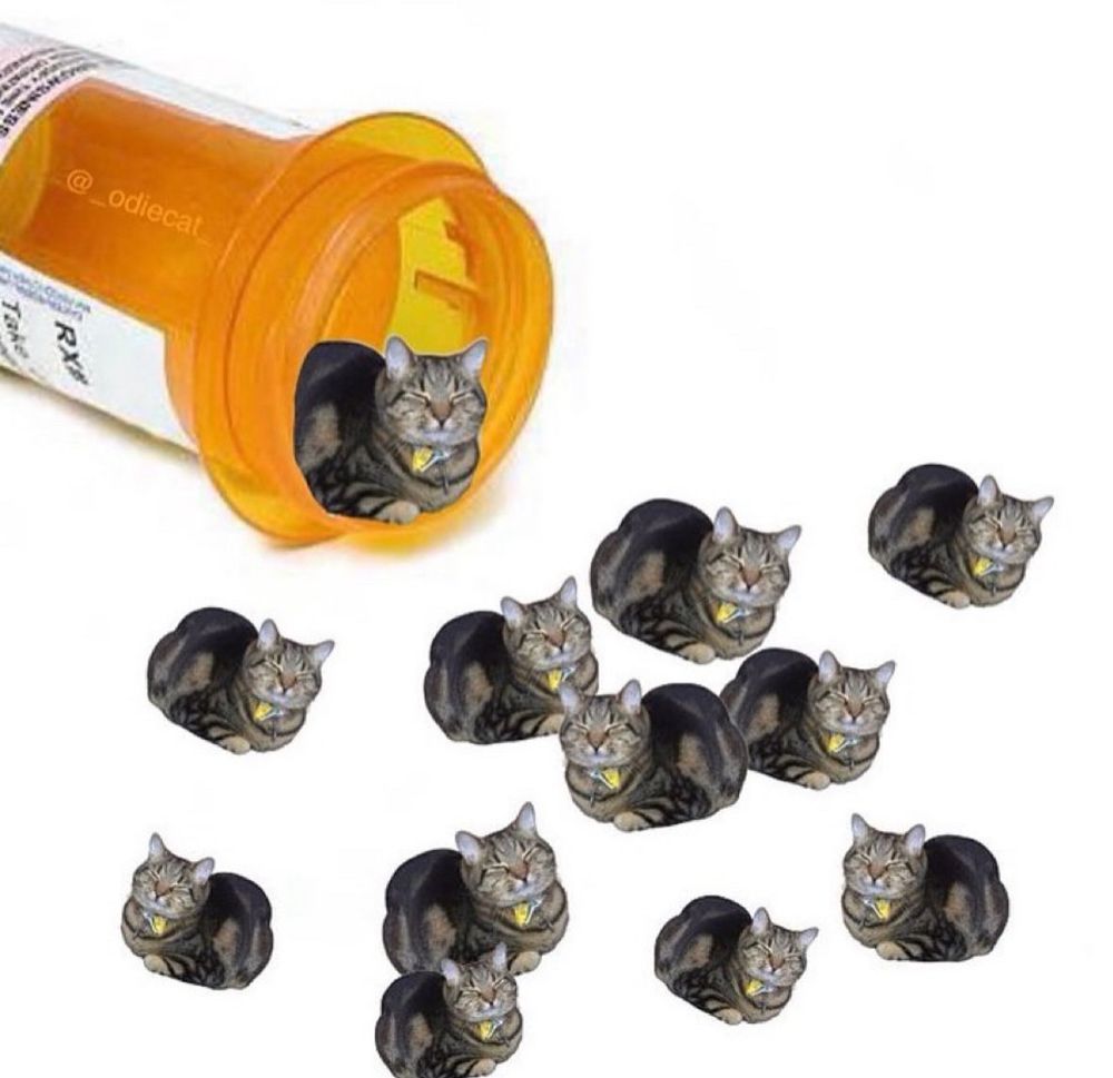 A blank background, the only thing visible is a pill bottle, its contents are spilled, except these are not pills but are sleeping cats