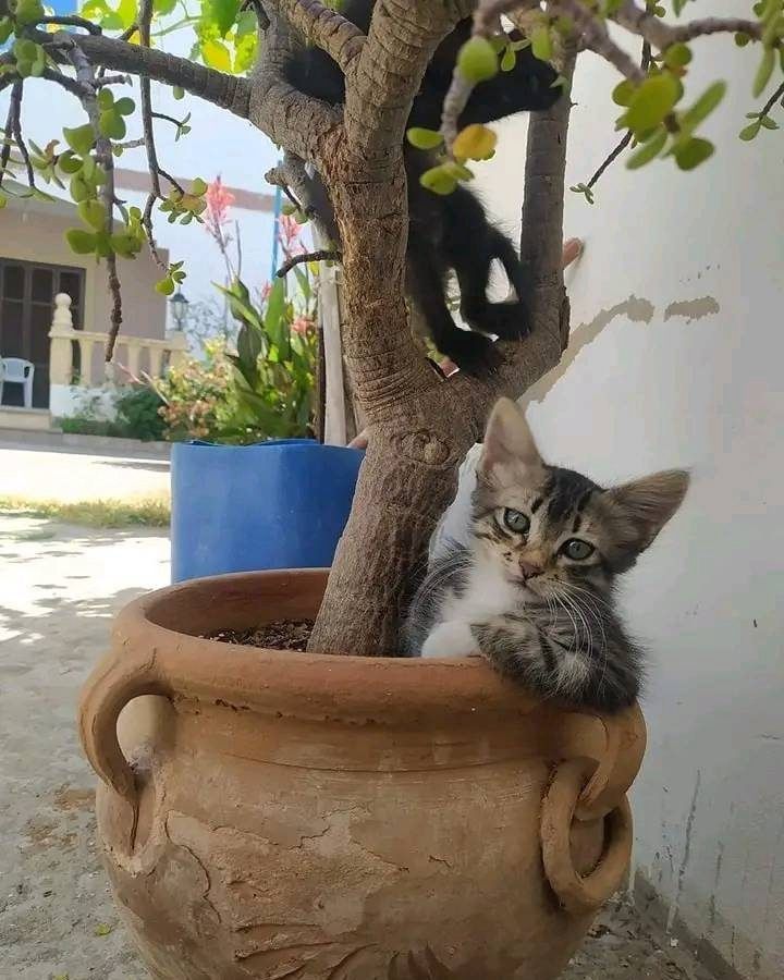 The image features two kittens interacting with a small tree in a large terracotta pot. One kitten, a tabby with white and gray fur, is resting comfortably inside the pot, leaning against the tree trunk and gazing at the camera with a relaxed expression. The second kitten, black in color, is climbing the tree, partially hidden among the branches. The background showcases an outdoor setting with a white wall, a blue container, a chair, and some greenery, suggesting a cozy home or garden environment