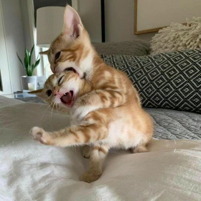 an orange kitten play bites the head of another orange kitten. They sit on a bed, and continue their orange cat antics 