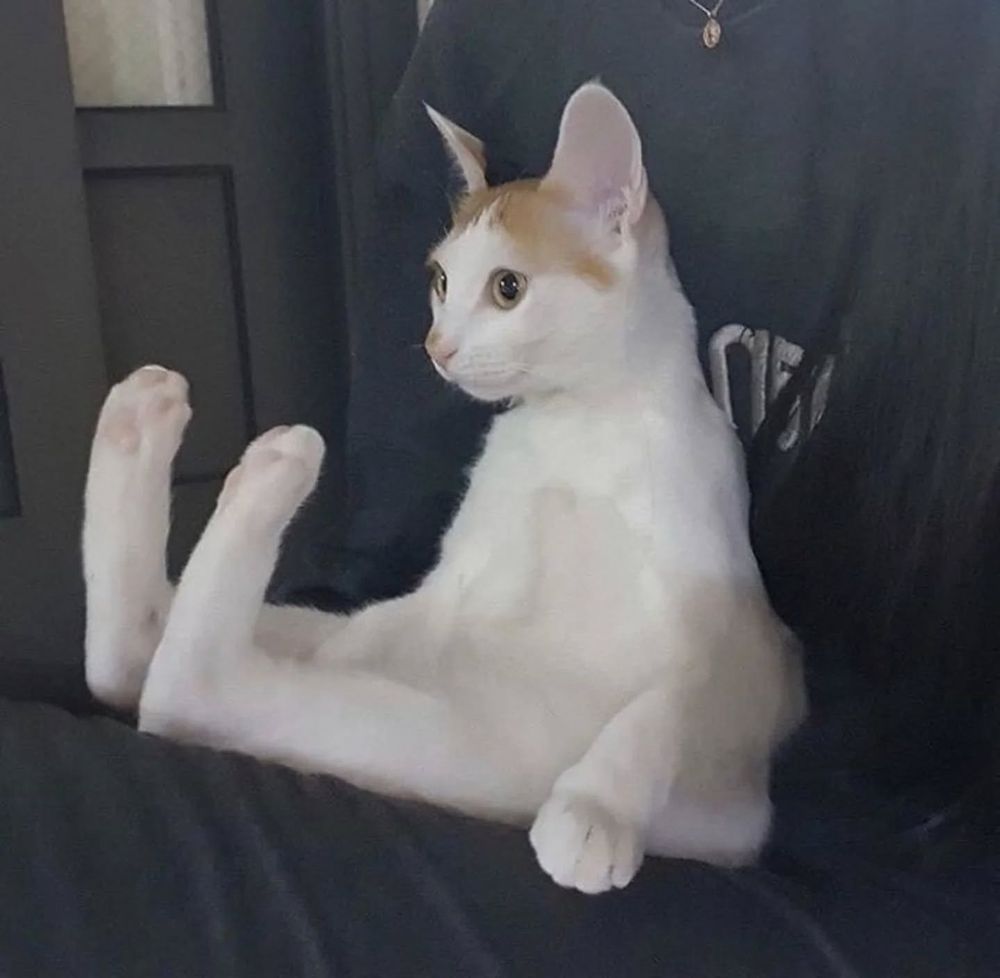 a white cat sits back with its legs stretched out and feet propped up, almost like a tiny human relaxing in a chair.