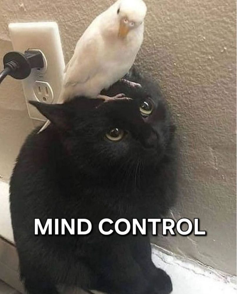 A humorous image featuring a black cat sitting against a wall with a white electrical outlet nearby. A small white bird, possibly a parakeet, is perched on the cat’s head, staring intently forward. The cat has a slightly bewildered or hypnotized expression, looking upward with wide eyes. The image includes the caption “MIND CONTROL” in bold white text, suggesting that the bird is controlling the cat’s thoughts.