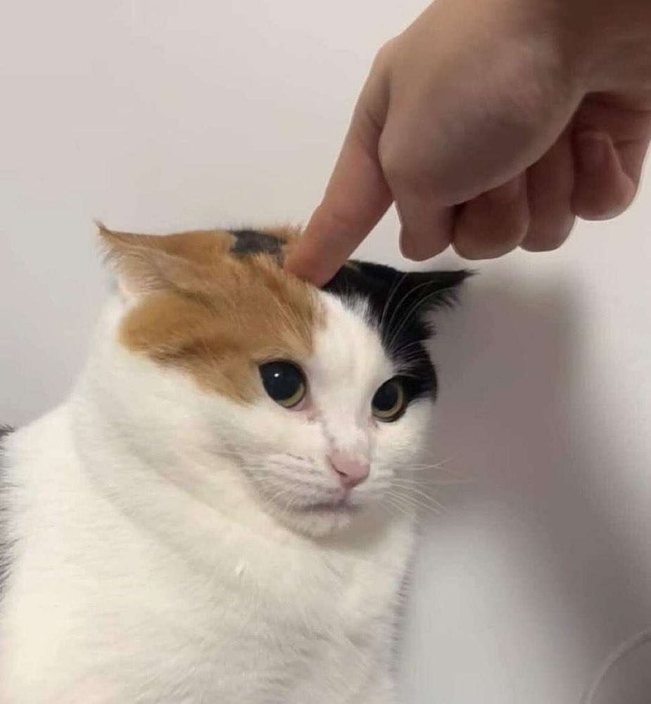 a finger is being pressing against the top of the cats forehead, they are making a face as if to question the actions of the owner