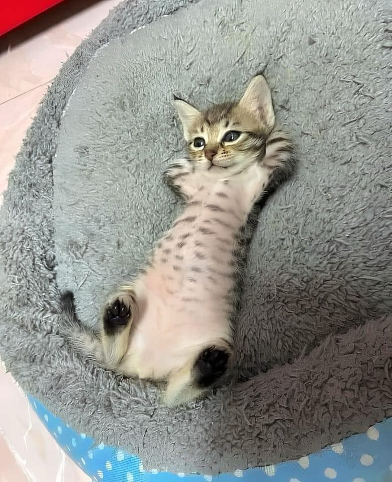 a kitten lays on its back on a cushioned cat bed. Both its front paws are behind its back. it looks rather pleased.