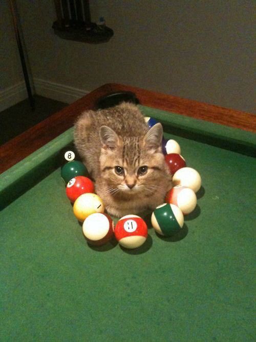A small, fluffy tabby kitten sits on a green pool table, surrounded by a loose circle of billiard balls. The kitten gazes directly at the camera with a calm and curious expression. The pool balls are a mix of solid and striped, arranged around the kitten as if forming a nest. The lighting in the room is warm and slightly dim, casting soft shadows. In the background, a wall-mounted cue rack with pool cues is visible
