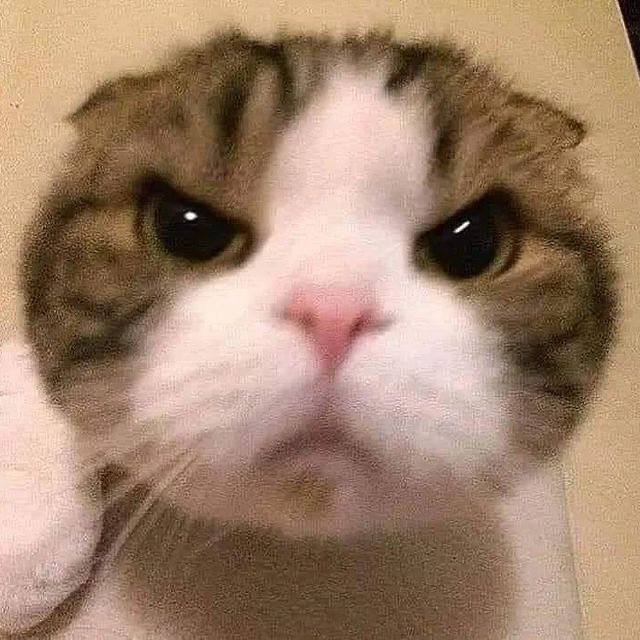 A close-up image of a cat’s face with a grumpy or angry expression. The cat has a round face, with white and brown fur, dark eyes, a pink nose, and slightly downturned whiskers. The image is slightly blurry and taken from a low angle, emphasizing the cat’s serious expression