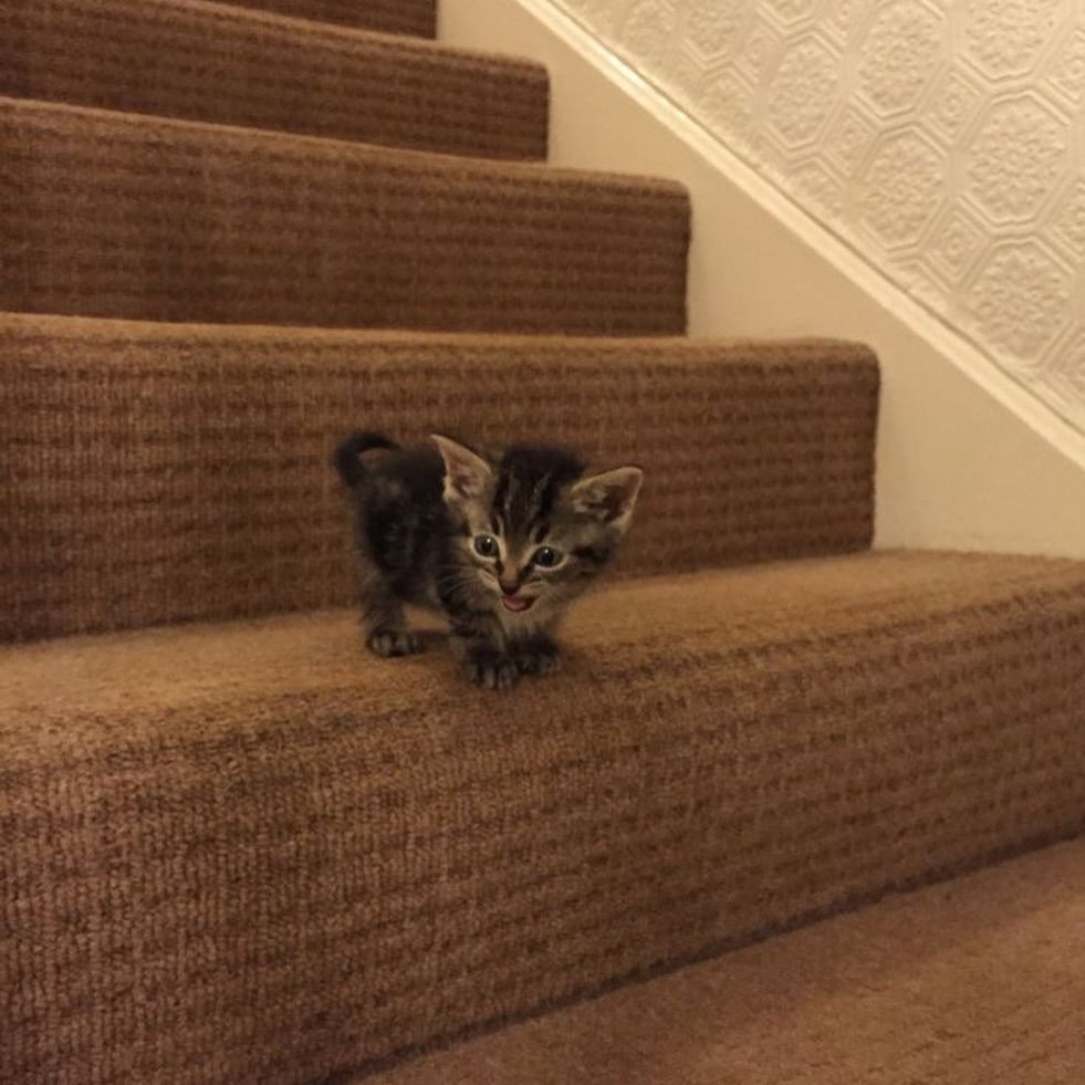A small tabby kitten with dark and light brown fur stands on a brown carpeted staircase, meowing or making a small noise. The kitten appears to be slightly nervous or curious as it looks down the steps. The background features a textured white wall with a geometric pattern.