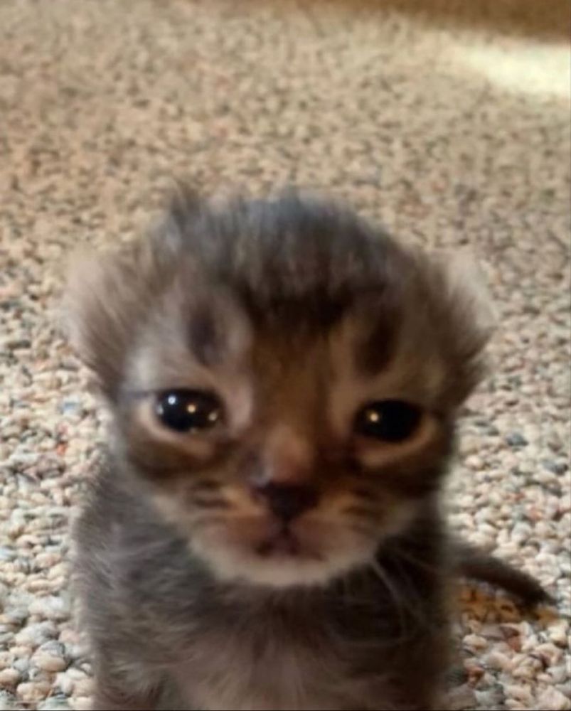 A close-up image of a tiny kitten with dark and light brown fur, big round eyes that appear slightly watery, and small perked-up ears. The kitten’s face has a somewhat sad or curious expression. The background consists of a textured, beige carpet.