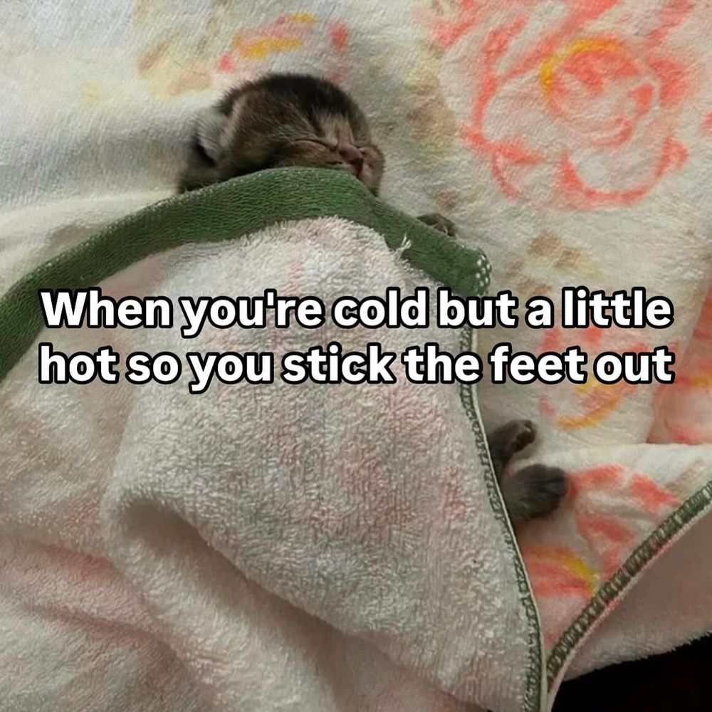 A newborn kitten is snugly wrapped in a soft towel with a green border, leaving only its tiny head and one paw exposed. The kitten appears to be peacefully sleeping. The background features another towel with a floral pattern. Overlaid on the image is a humorous caption that reads, “When you’re cold but a little hot so you stick the feet out,” humorously referencing a common sleeping habit of adjusting blankets for comfort
