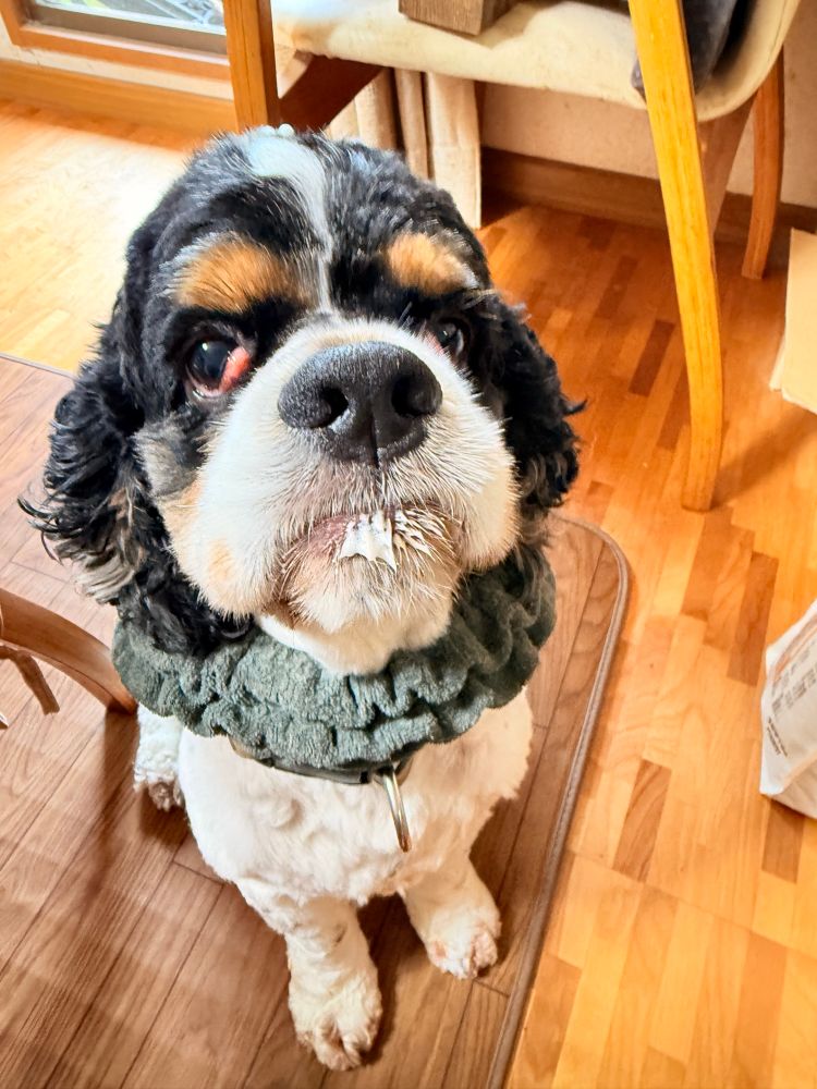 口の周りに牛乳の泡が付着したまま、神妙な顔つきの犬