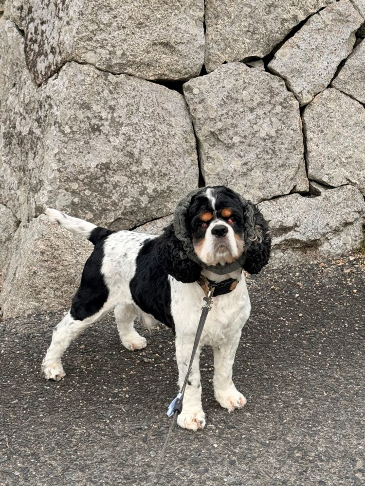 石垣の前に立っている犬