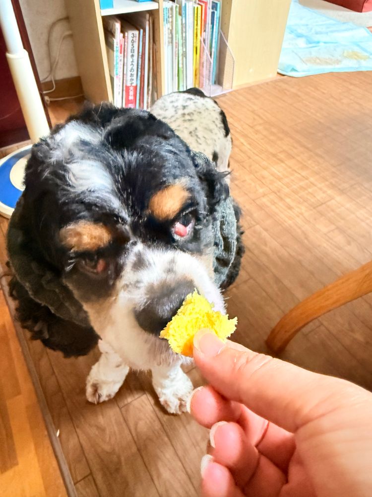 飼い主が指先に摘んで差し出した黄色いかぼちゃパンのかけらの匂いを嗅ぐ犬