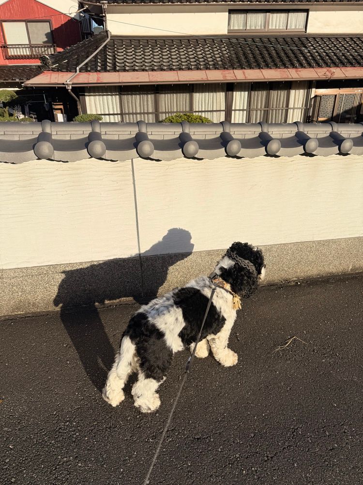 民家の塀の前に立ち止まった犬。朝日を浴びて犬の形の影が伸びている。