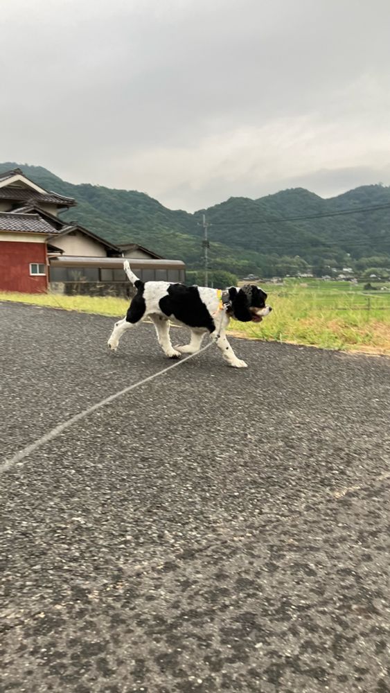 曇天。アスファルトが雨でマダラになっているところを歩く犬