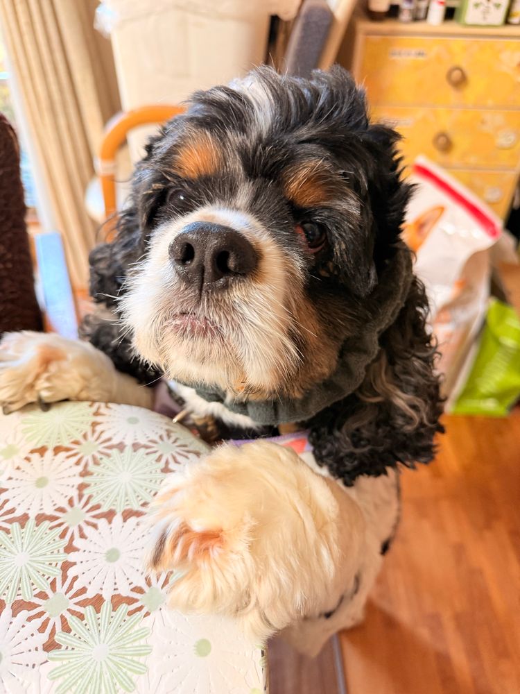 テーブルの角に掴まり立ちをして、真剣な表情の犬