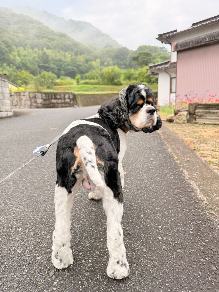 湿った舗装道路を歩く犬。立ち止まって振り向いたところ。画面奥には靄を被った山裾が見える。