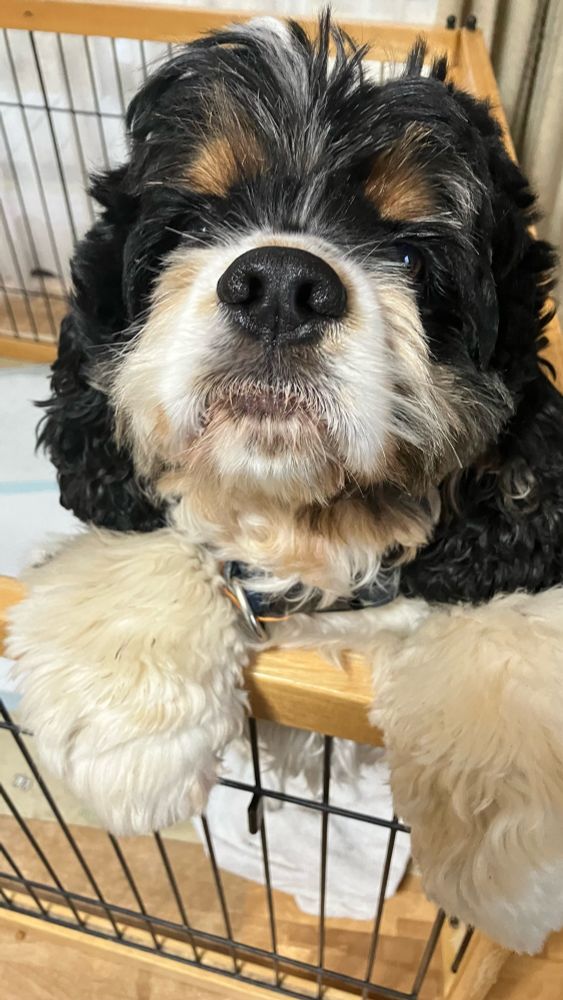 サークルの縁から覗く犬