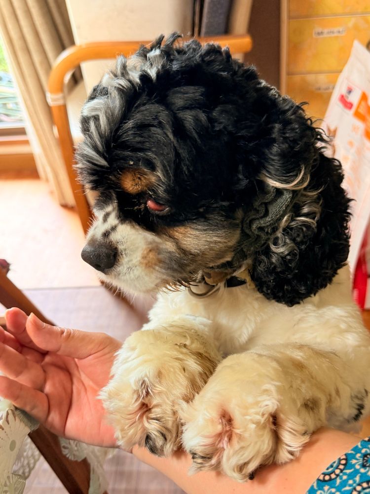 飼い主の腕を前脚で確保し、パンを持っているか確認している犬。飼い主の指先は空。犬は不思議そうな顔で見ている。