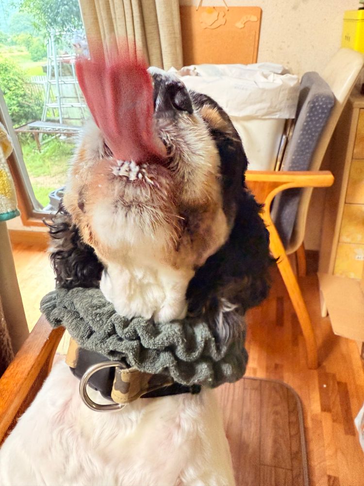 べろーんと舌を伸ばす犬。下唇辺りに牛乳の泡が付着している。