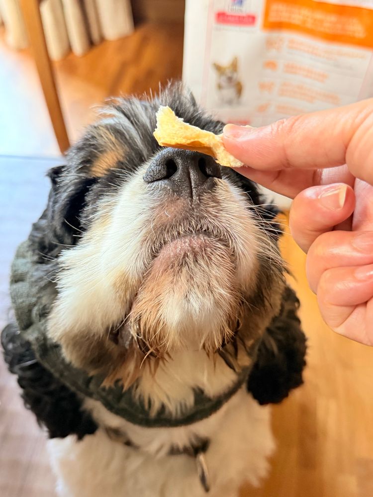  飼い主が摘んだパンのかけらに鼻を近づけて匂いを嗅いでいる犬
