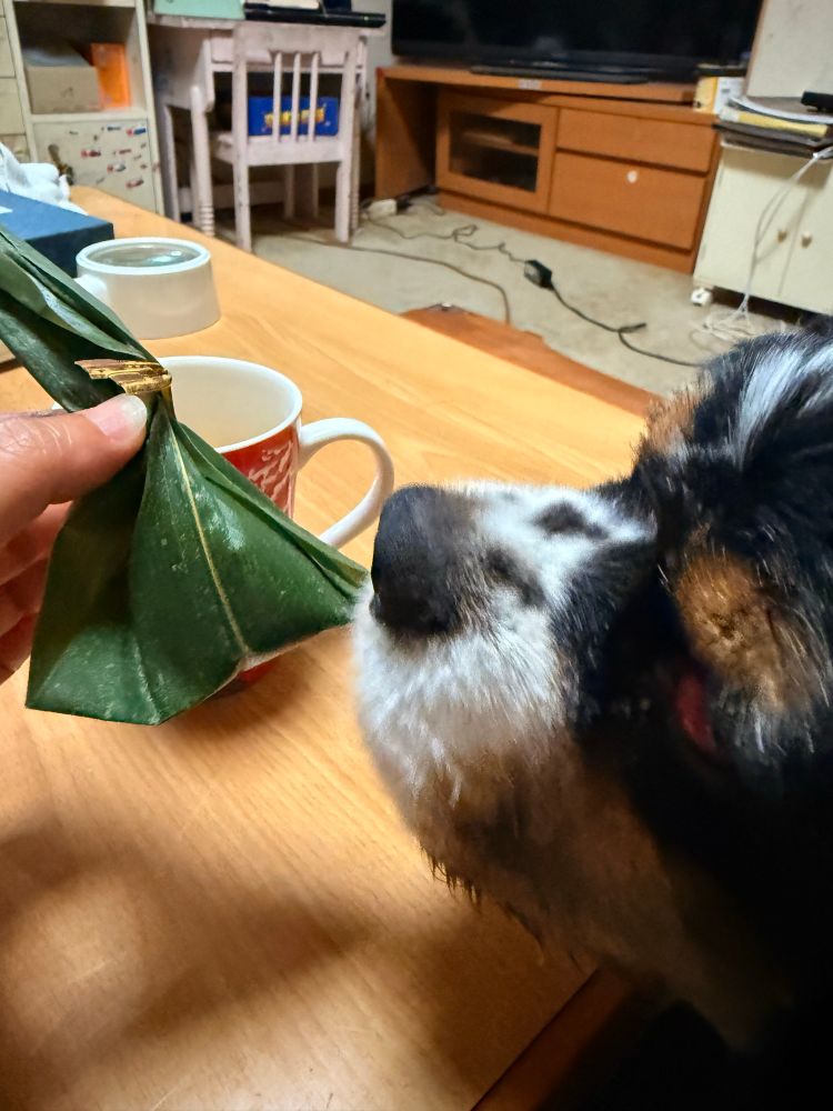 飼い主が持っている笹の葉に包まれた生麩餅の匂いを嗅ぐ犬。実は笹の葉の箸を少し咥えている