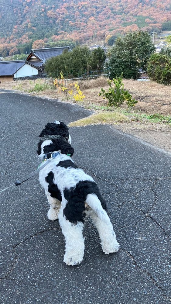 救急車のサイレンが聞こえて立ち止まるアメリカンコッカースパニエル