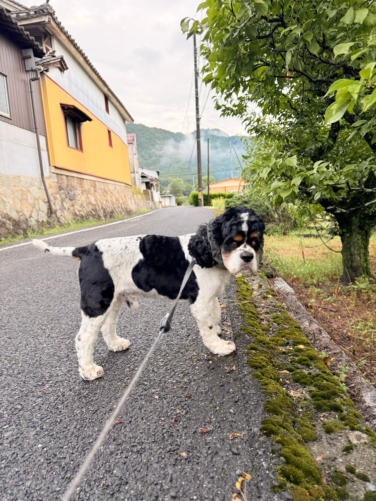 湿った道路と一段下がった畑の境目に立っている犬。足元には苔が生えている。