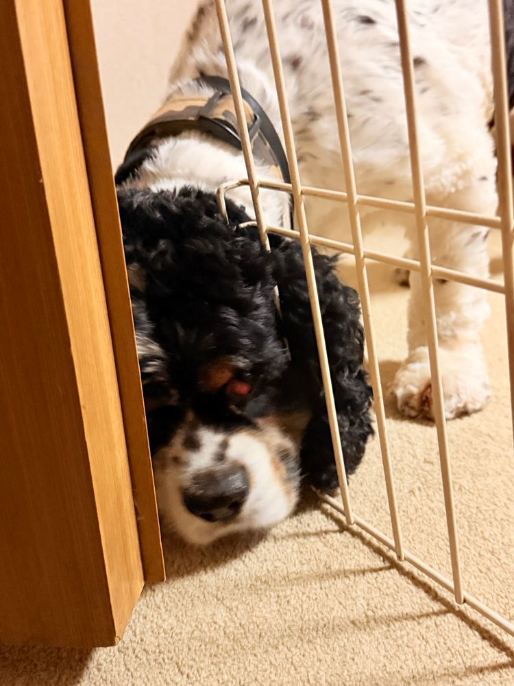 ドアとドアに立て掛けた柵の隙間に頭を捩じ込もうとする犬