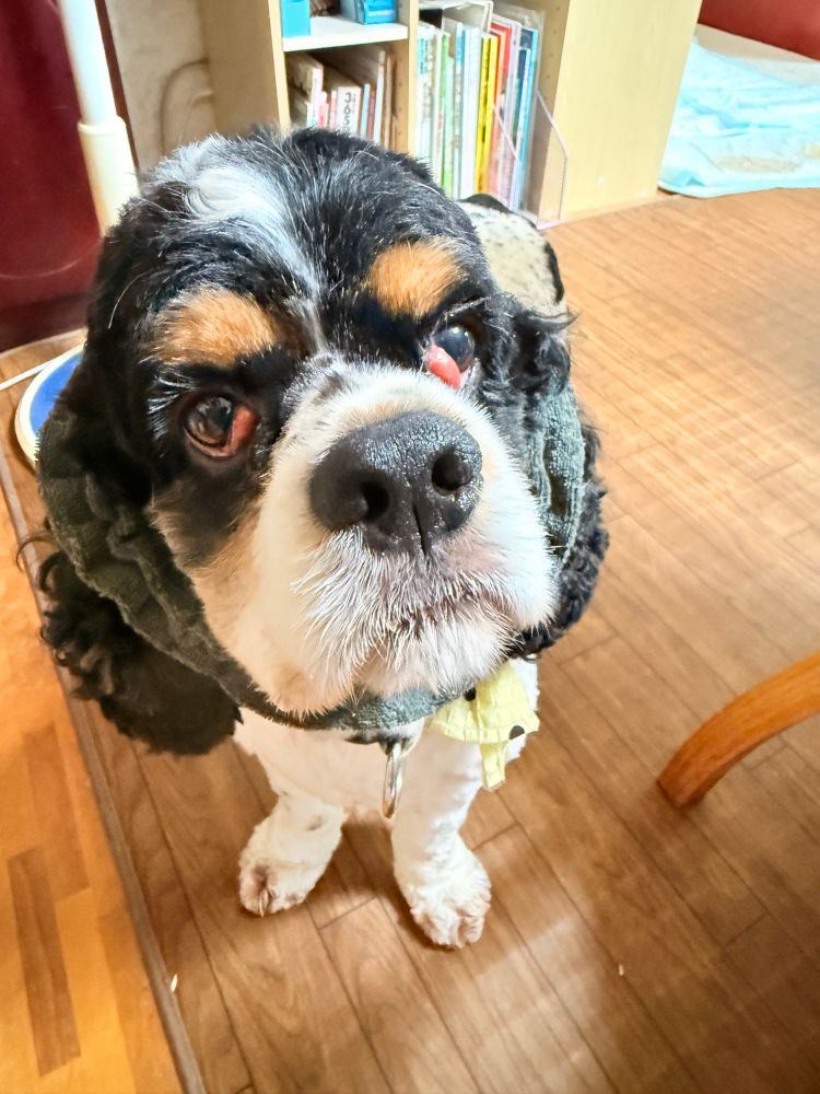 犬がダイニングの床に立ち、パンを持っている飼い主(画面外)を見上げている。