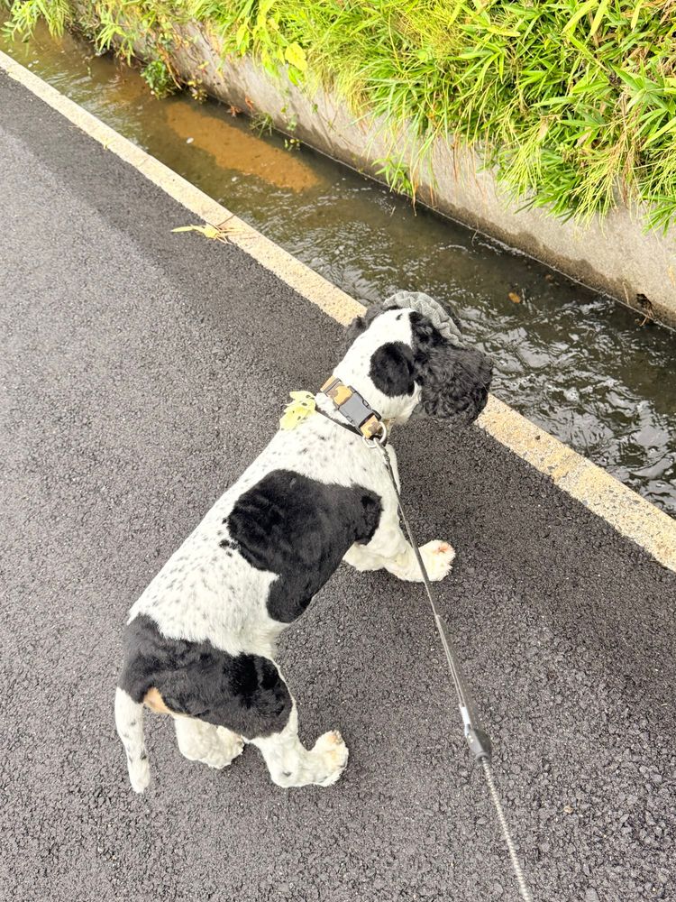 水が流れる用水路を覗く犬の背中。流れが跳ねている場所で音がするため、少し警戒している様子。