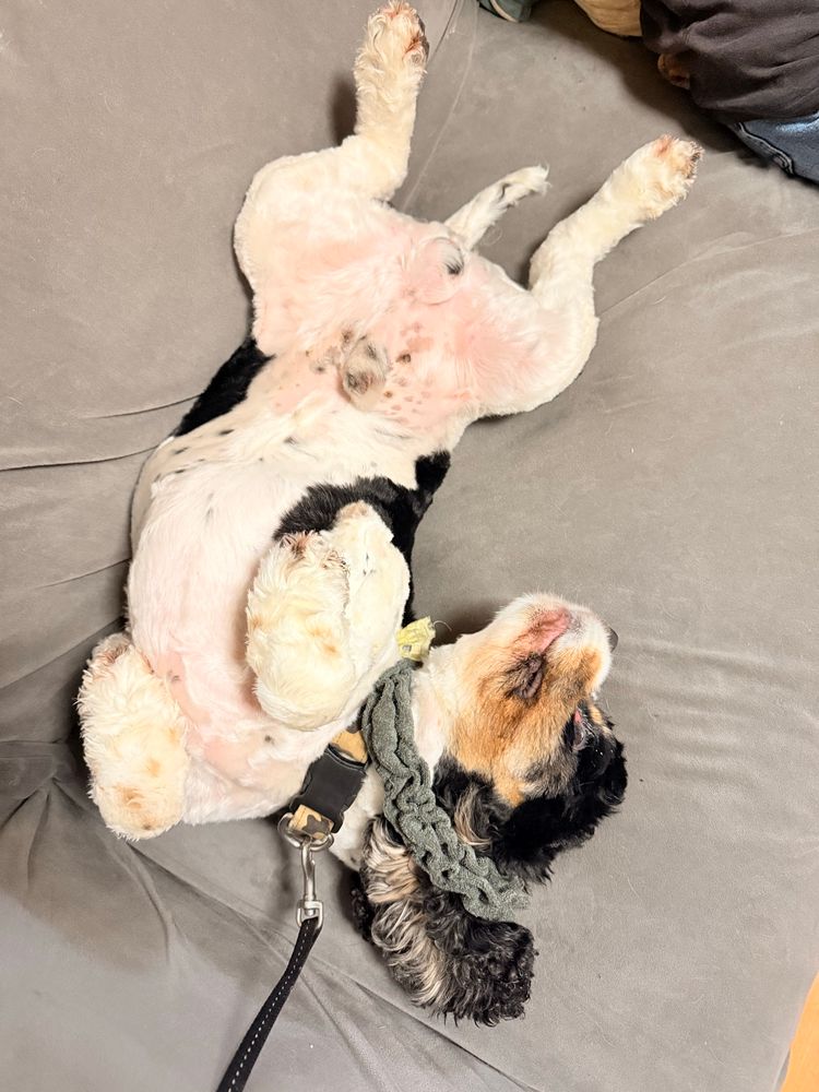 へそ天、前脚うらめしやスタイルでソファーの座面に転がった犬