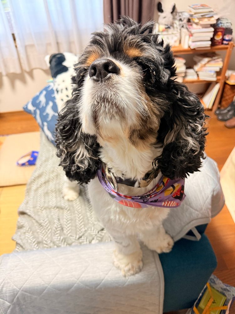 ソファーの肘置きを踏んづけながら頭を上げて飼い主を見張っている犬