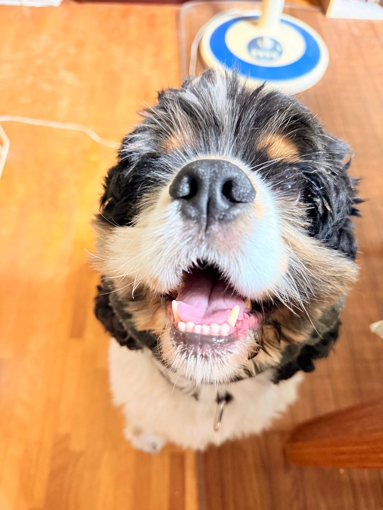 座ってにこにこ顔で見上げて来る犬