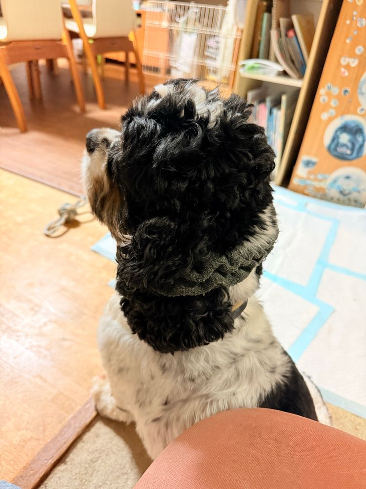 妙にいい姿勢でおすわりしている犬の斜め左サイドから背中