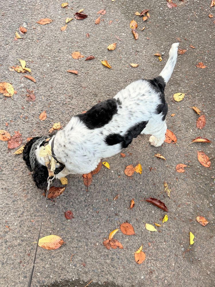 舗装路に散らばった桜の葉の匂いを嗅いでいる犬の背中。葉っぱは茶色や黄色に変色している。