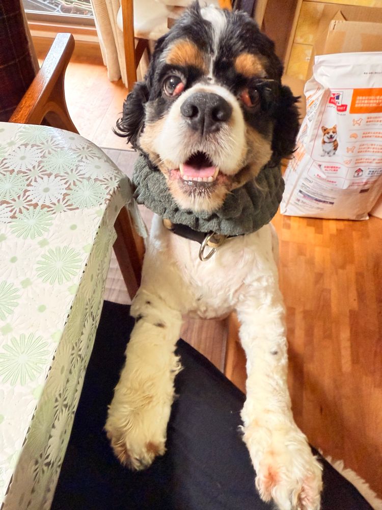 椅子に座っている飼い主の脚に掴まり立ちをしている犬