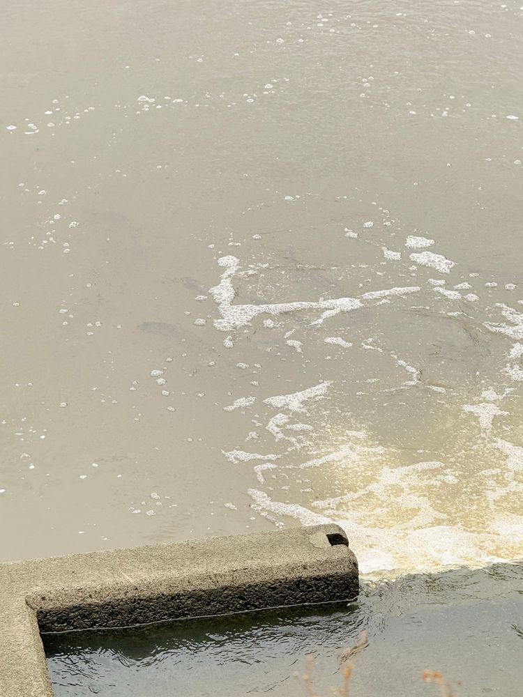 用水路から池に水が流れ込むマスのところ。水が泡立っている水面下に黒い影が見える。鯰の尻尾。