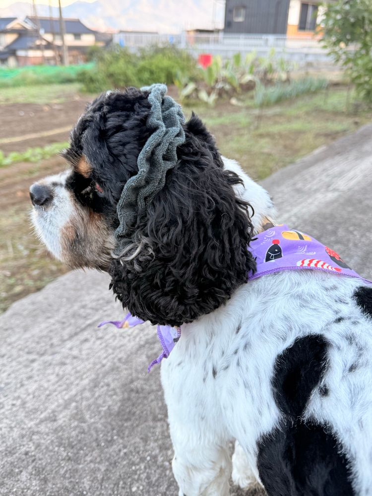 畑の横にあるコンクリート舗装の路地で立ち止まった犬の横顔。
