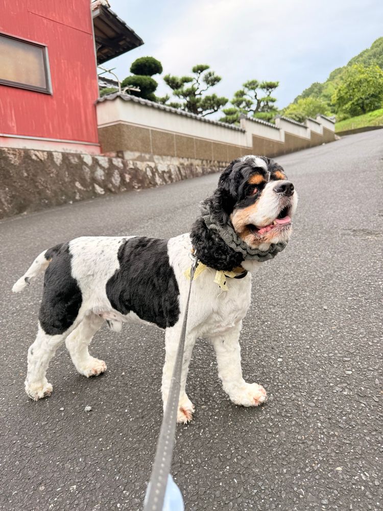 坂道に立つ犬。舗装は雨で湿っている。背後に赤い壁の民家と、上り坂に沿って塀が続いている。空は雲に覆われている。