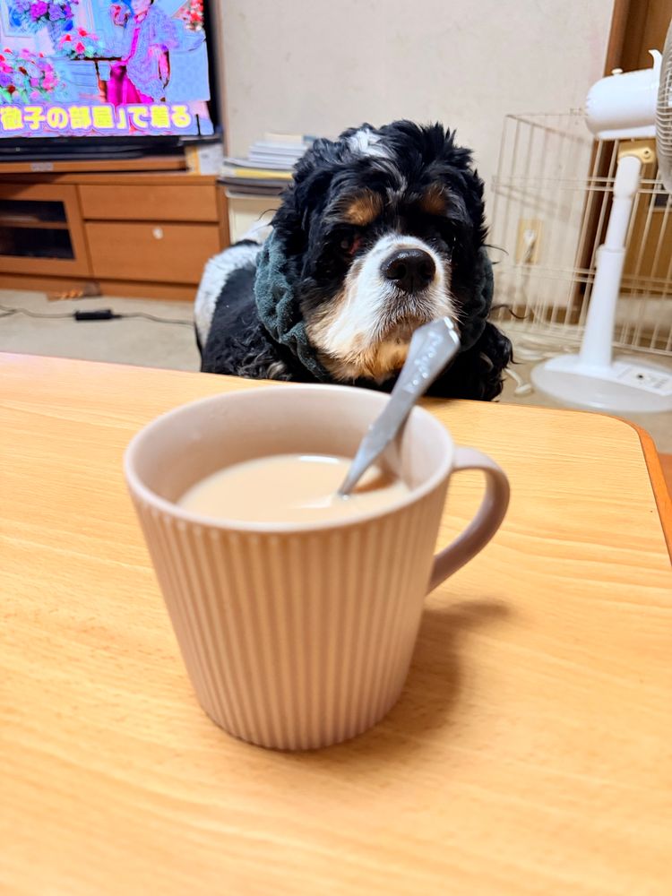 テーブルにチャイの入ったマグカップが置いてある。カップの向こうに犬がいて見ている。