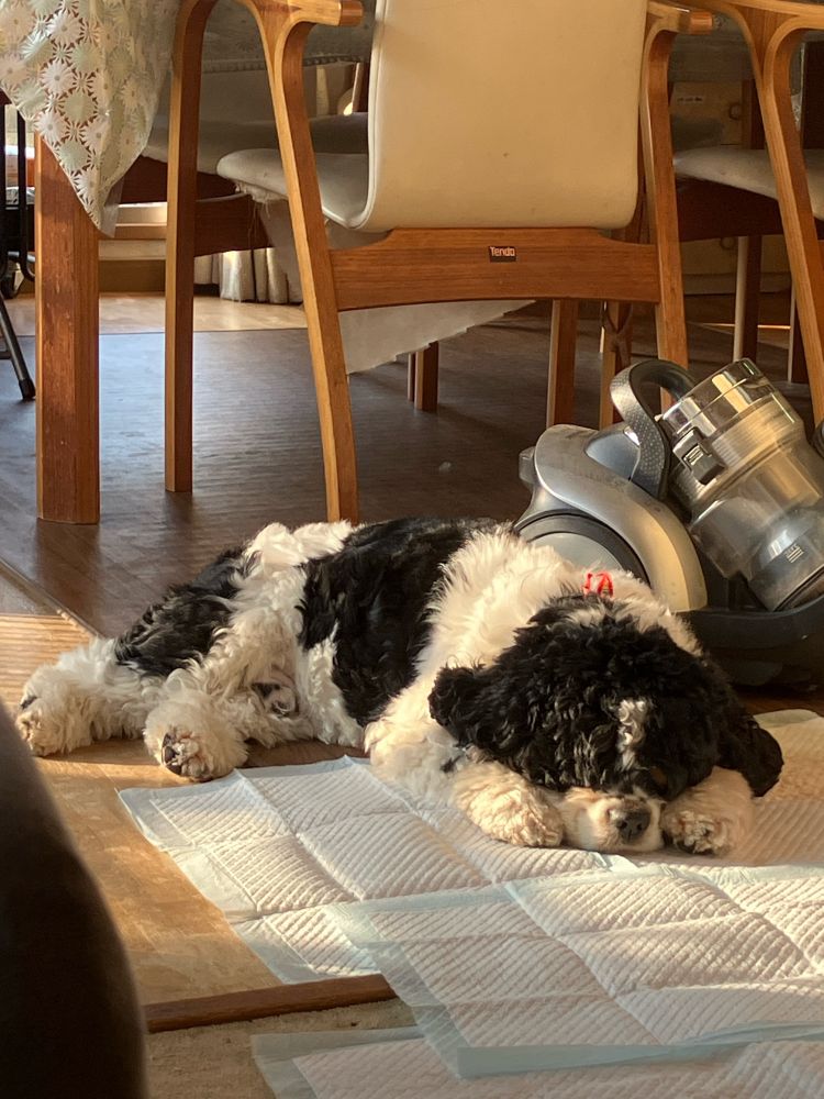 トイレシーツでくつろぐ犬