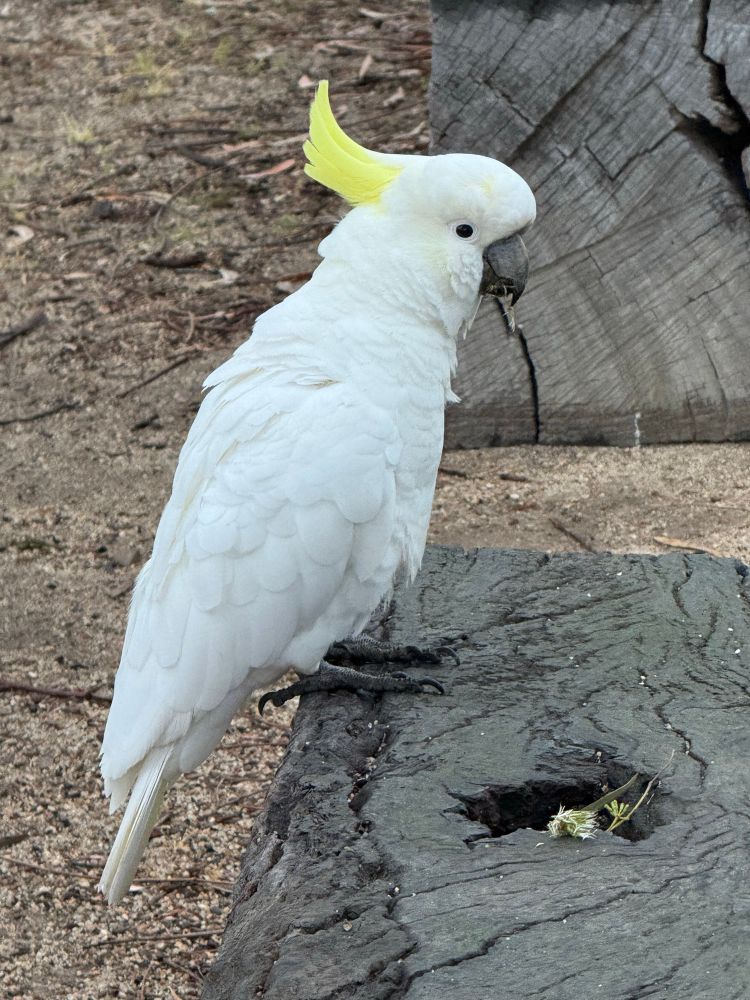 A sulphur-crested cockatoo 