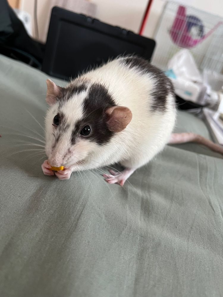 白黒柄のラットがオヤツのかぼちゃを両手で持って食べている