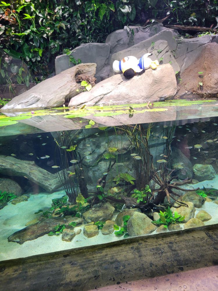 A picture of a tank with Gulliver, a seagull, fainted on the rocks.