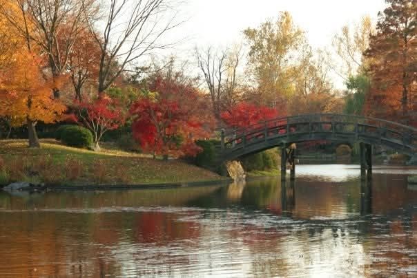 Picture of the Japanese garden at the Missouri Botanical Gardens in St Louis in autumn, with a wooden bridge crossing a pond to an island. 