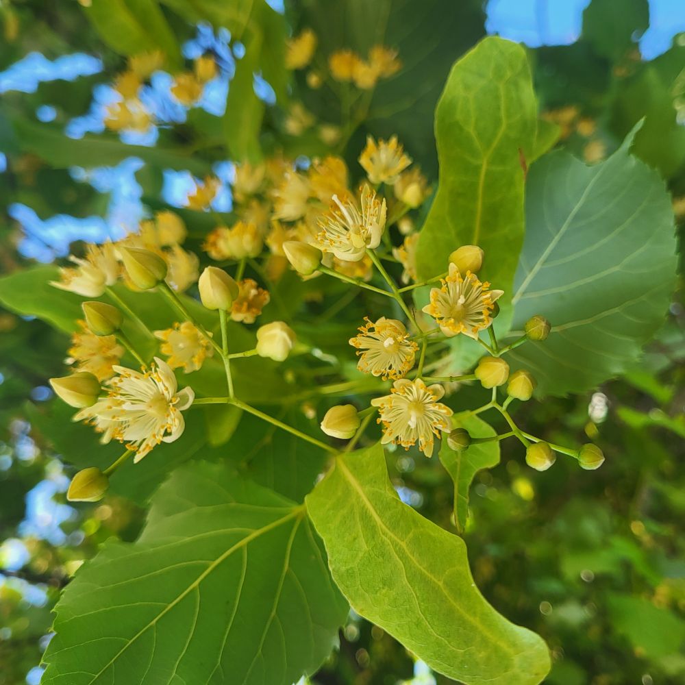 Basswood, Tilia americana flowers and leaved pictured from below with bits of sky through the leaves