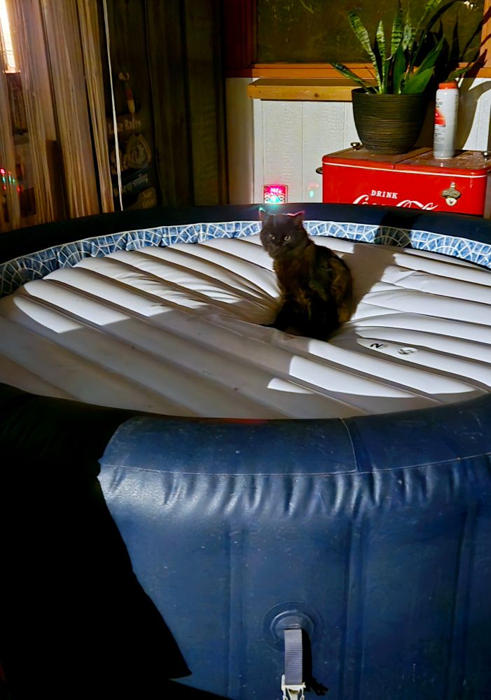 A black cat sitting on top of an inflatable hot tub with cover