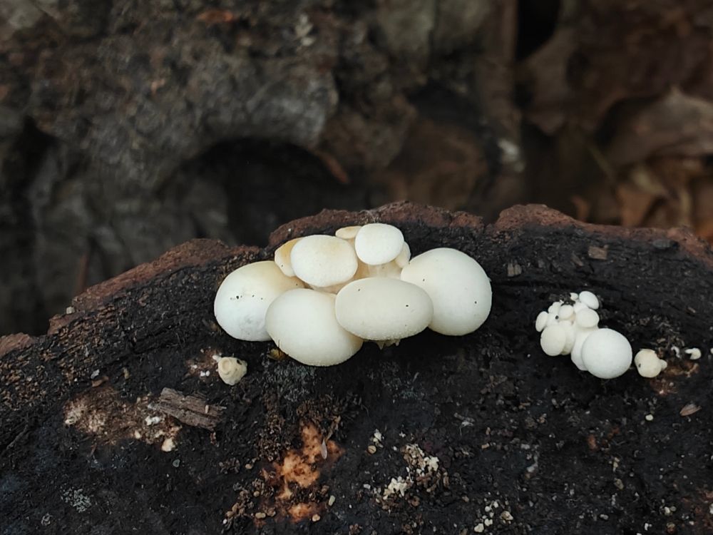 A closeup of two tiny clusters of oyster mushrooms growing on the edge of one of the mushroom logs