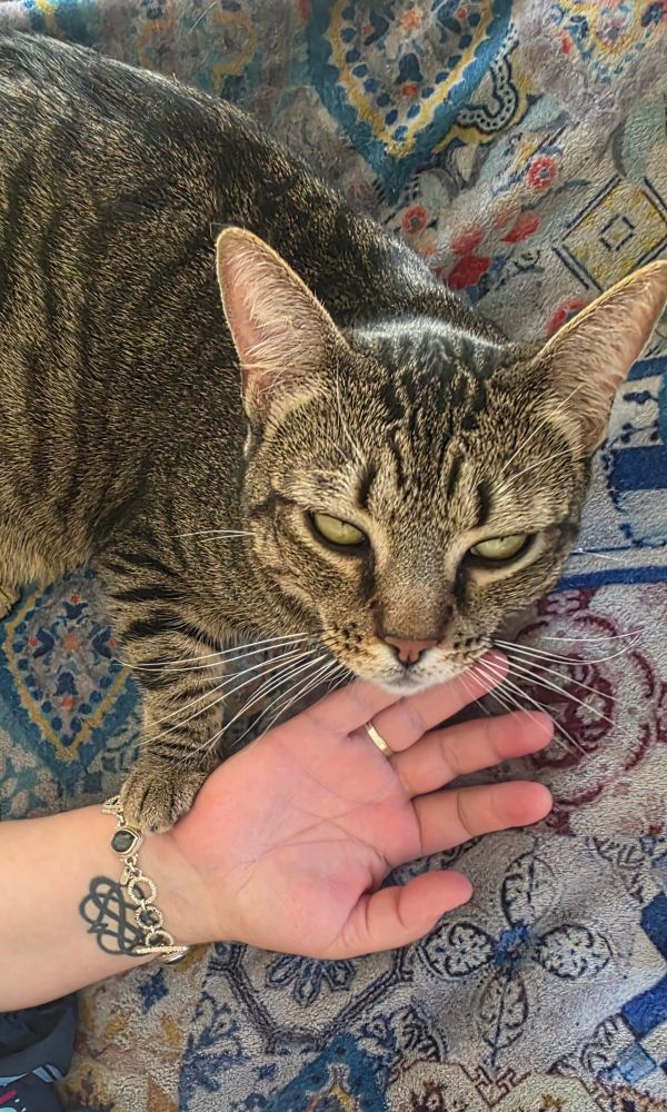 Tiny Tiger cat with her person paw on a wrist with a bracelet and tattoo of two hearts intertwined with and infinity symbol 